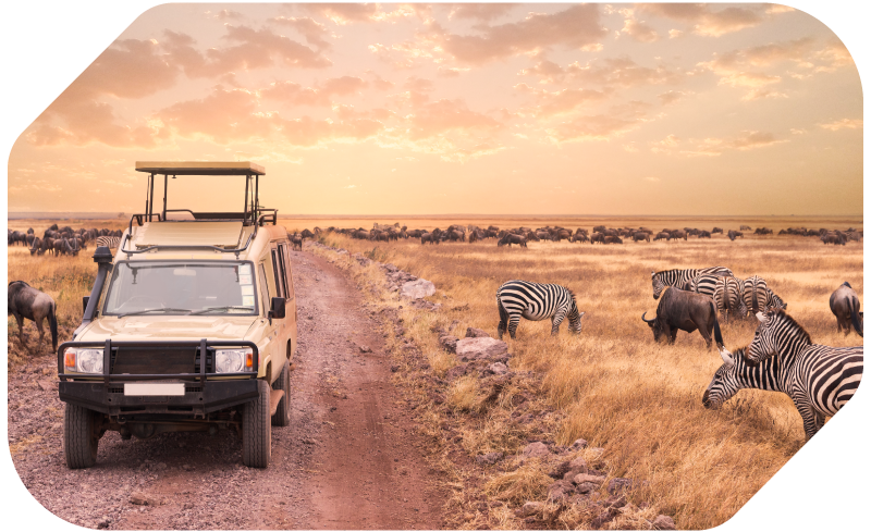 A ground-level photo looking across a landscape in Uganda where a beige safari van is parked on a dirt road, facing front. The van has a pop-up roof and large windows, with safari gear partially visible inside. To the right of the van, a herd of zebras and wildebeests grazes in the tall golden grass. The road continues into the distance, leading towards another smaller cluster of grazing animals. The background features rolling hills on the horizon under a pink and orange cloudy sky, suggesting sunrise or sunset. The light creates warm, vibrant colors on the scene.