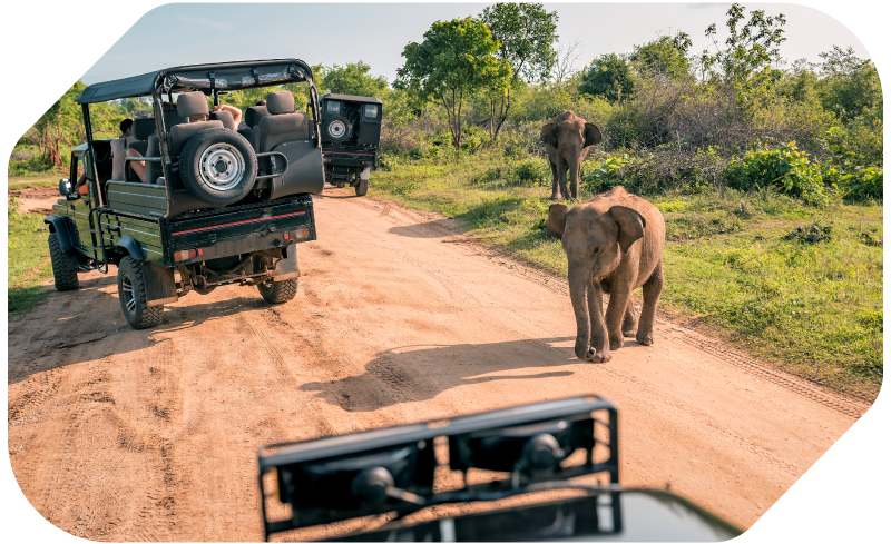 image shows two black open-aired safari trucks from behind, driving along a dirt road. Further down the road on the right is a large green wooded area, and two elephants are on the side of the road, facing the trucks. The elephant in the front is significantly smaller than the one in the back, implying that it is a calf.